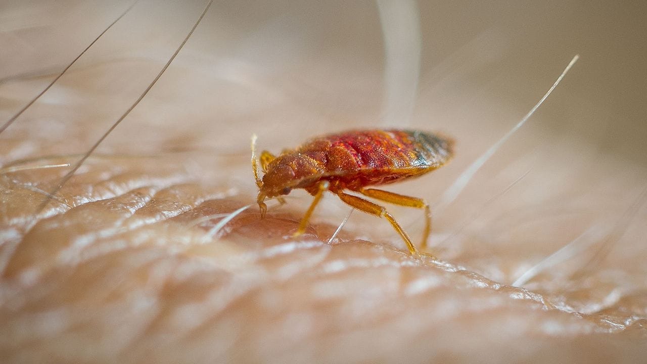 Best Affordable Bed Bug Control with Proven Results